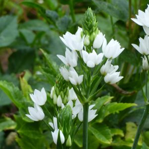 Chincherinchee (Ornithogalum) Imported Flower Bulbs | Set of 5 Bulbs