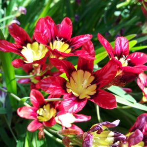 Sparaxis Imported Flower Bulbs