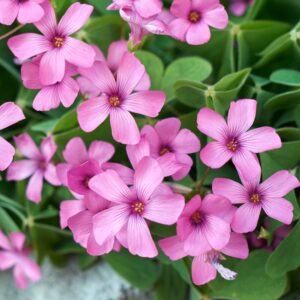 Oxalis Imported Flower Bulbs | Set of 10 Bulbs