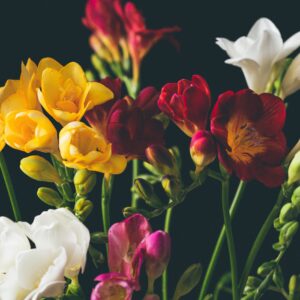 Freesia Flower Bulbs Available in 6 Gorgeous Colors