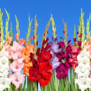 Gladiolus Flower Bulbs
