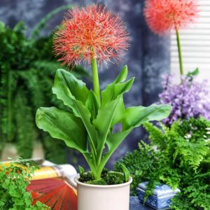 Football Lily/Blood Lily Flower Bulb