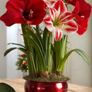 Amaryllis Lily Double Petal flower Bulb