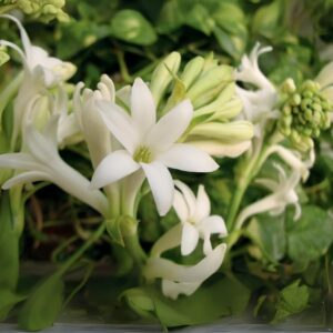 Tuberose/Rajanigandha Flower Bulbs | fragrance double petal