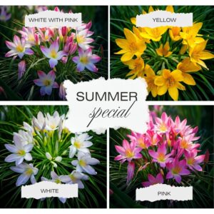 Rain Lily Flower Bulbs in 4 Gorgeous Colors for Your Garden Pack of 5 Bulb