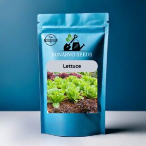 Lettuce Seeds Hybrid ( Pack of 3grm)