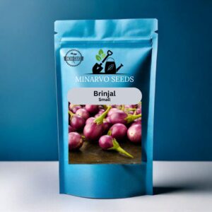 Brinjal Small (Purple) (Pack of 3grm)Hybrid