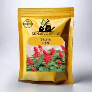 Salvia Red( Hybrid ) flower seeds Pack of 3g