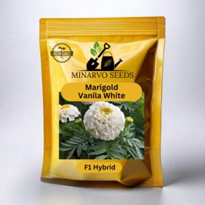 Marigold Vanila White Hybrid F1 flower seed Pack of 50 Seeds